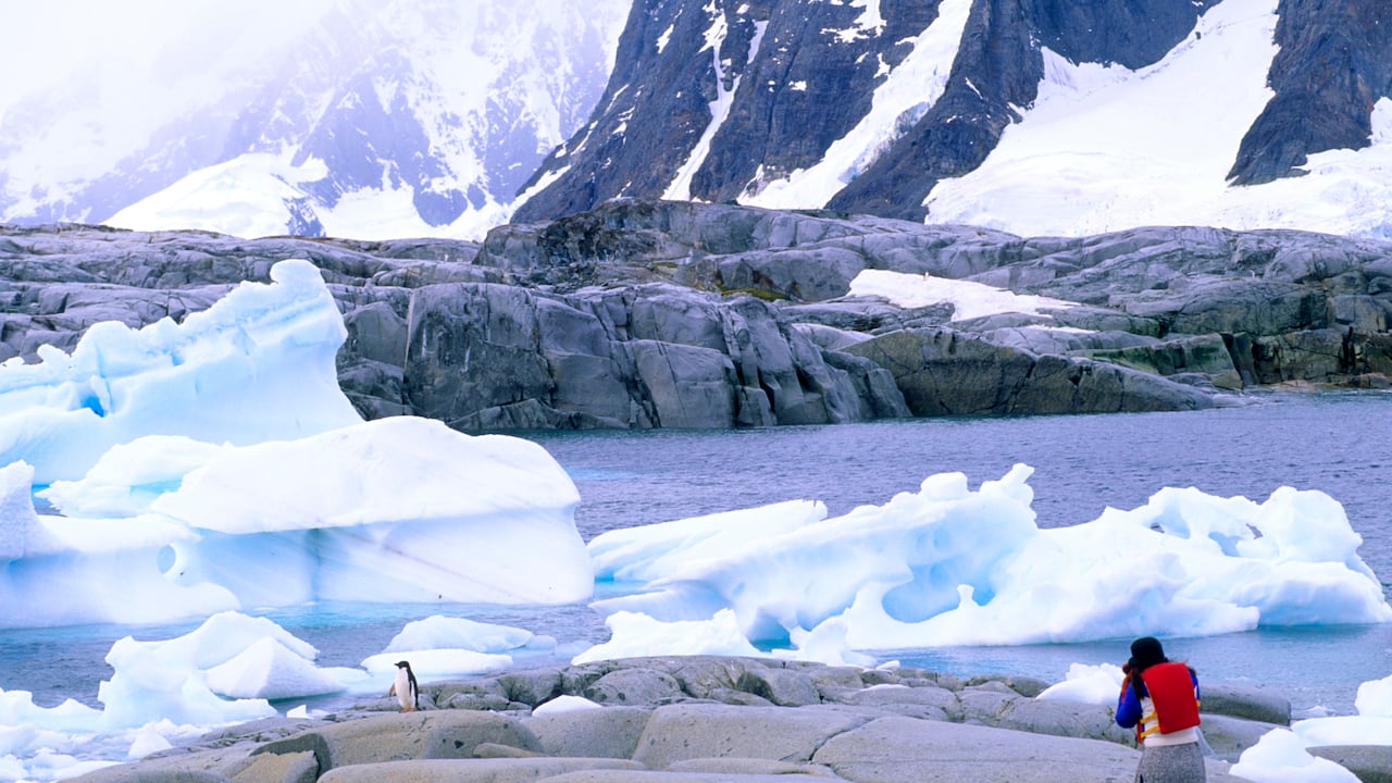 El turista admira a los pingüinos de Adelie en la isla de Petermann Antártida.