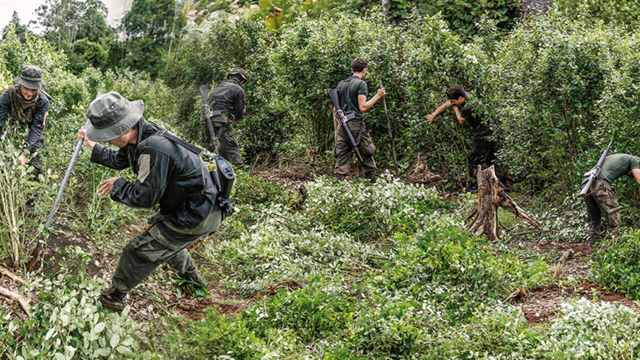 El gobierno nacional redujo la meta de erradicación forzada de cultivos ilícitos para 2024 a 10.000 hectáreas.