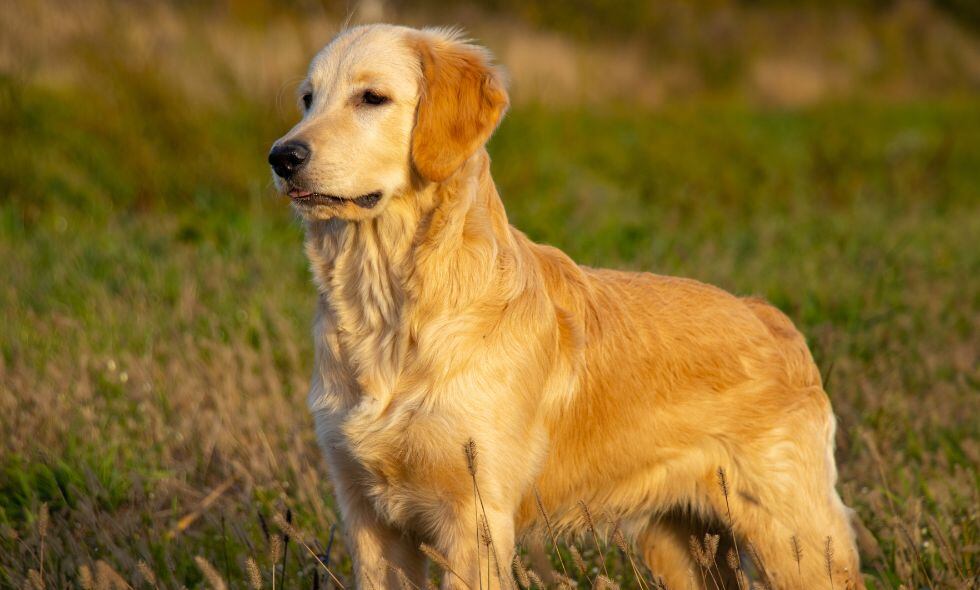 Golden Retriever
