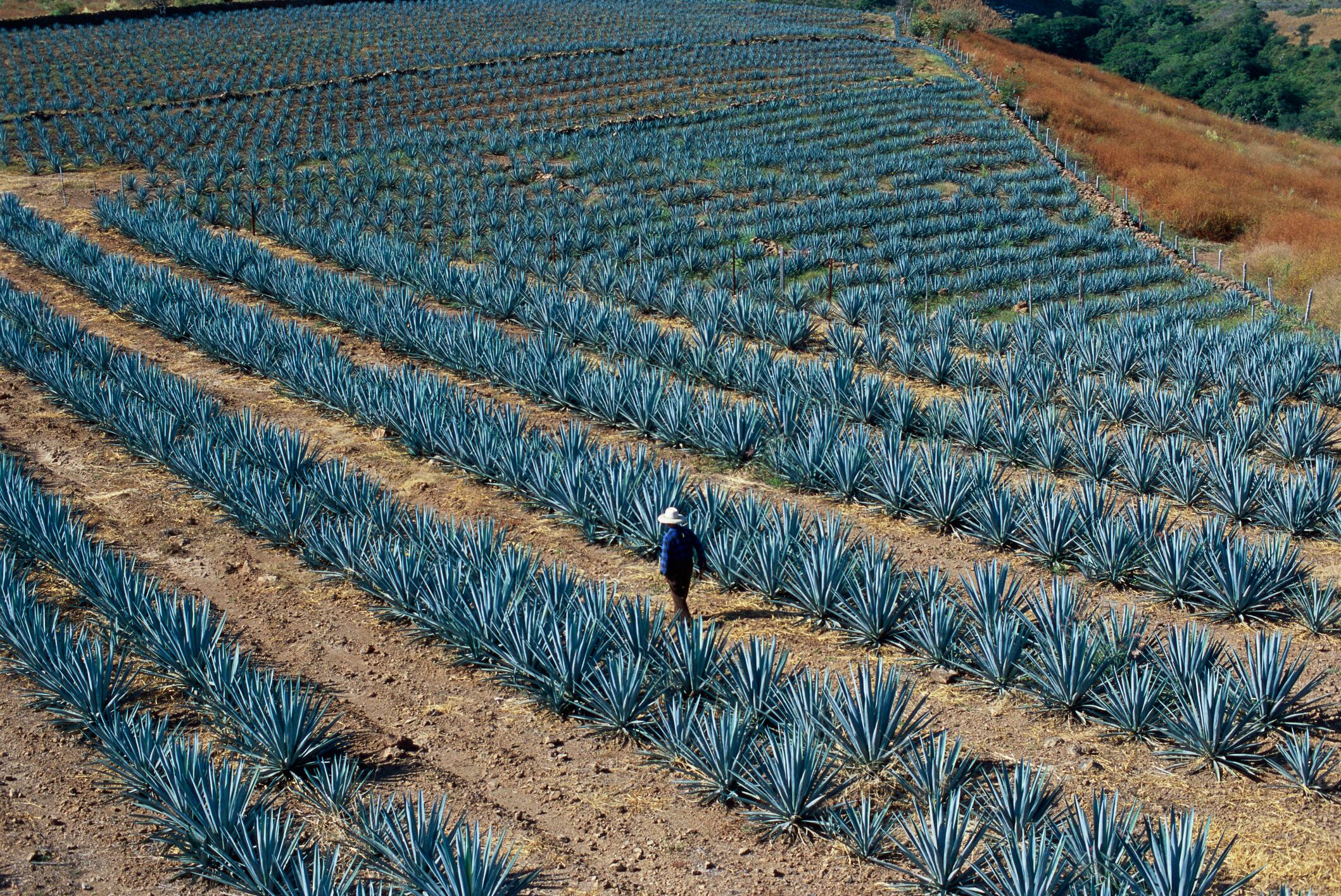 Agave