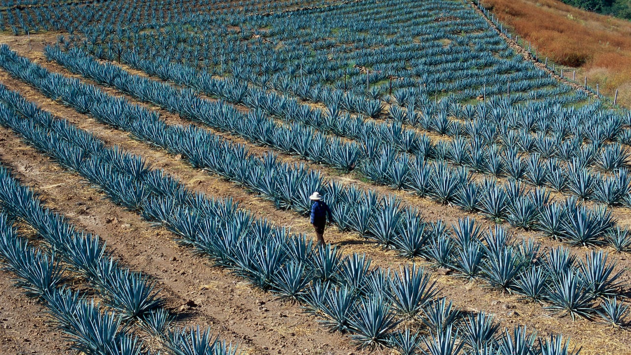 Campos de agave en la ciudad de Tequila, cerca de Guadalajara, estado de Jalisco, México.