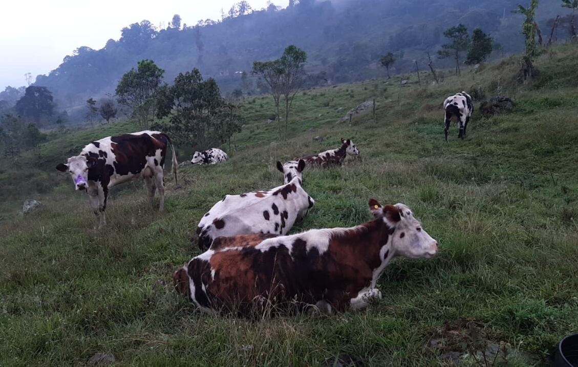 Algunos ganaderos de la zona compraban este ganado sin licencias que acreditarán su buena procedencia