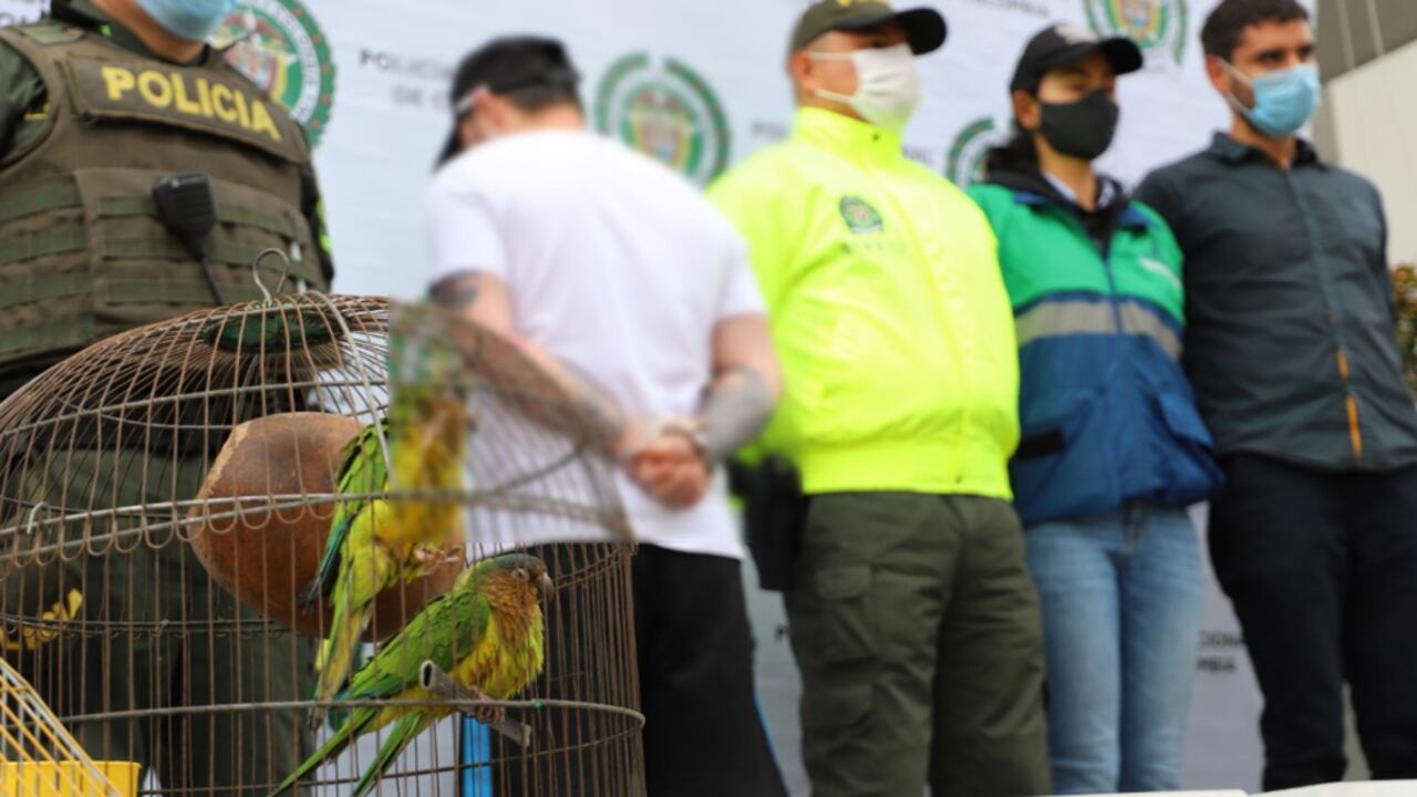 Operativo de incautación de aves en Manizales, Caldas.