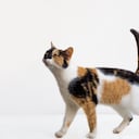 Gatos