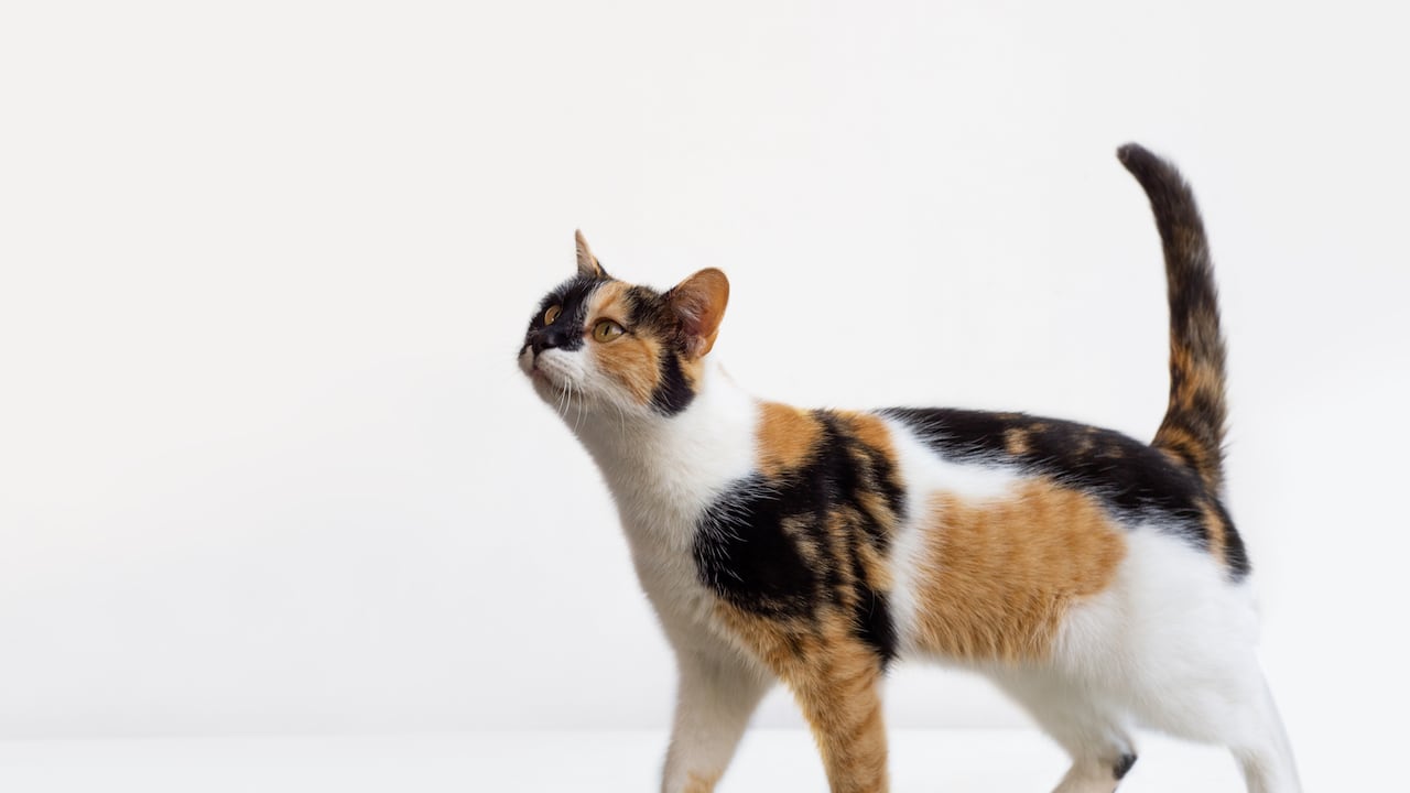 Los movimientos de la cola en los gatos tiene varios significados.
