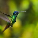 Zafiro de cola dorada (Chrysuronia oenone), Bosque de Protección Alto Mayo. Foto: Gabriel Herrera.