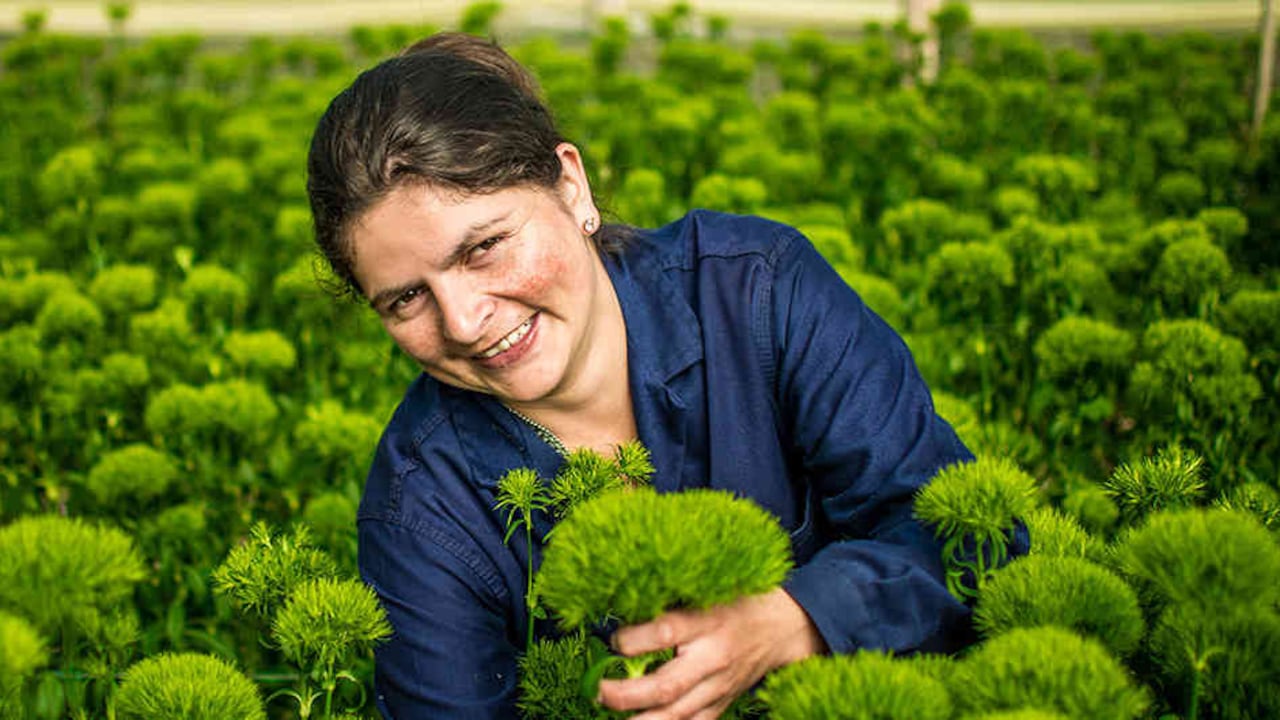 Gracias a la topografía y el clima, en Colombia brotan flores los 365 días del año.