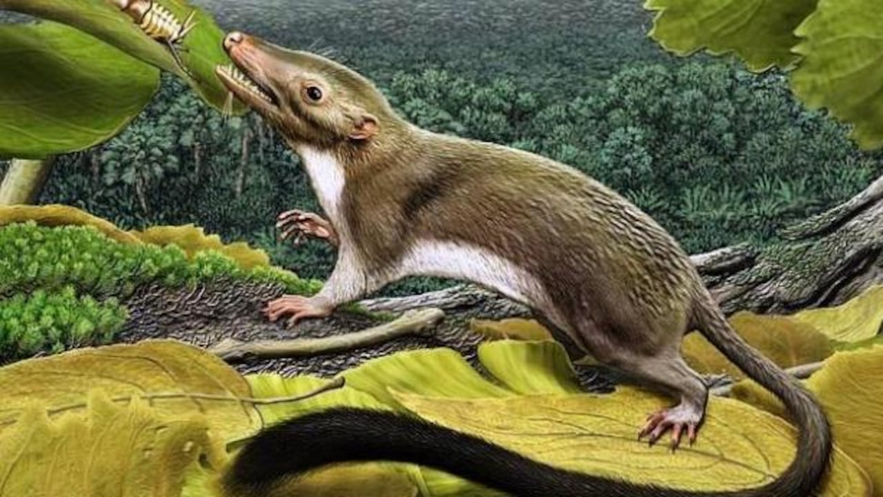 En el momento existen 5.100 especies vivas que provienen de este ancestro común