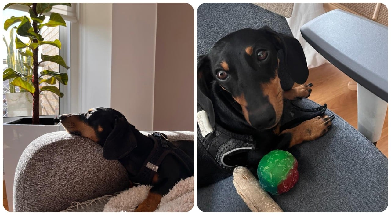 Familia busca a Enzo, perito perdido