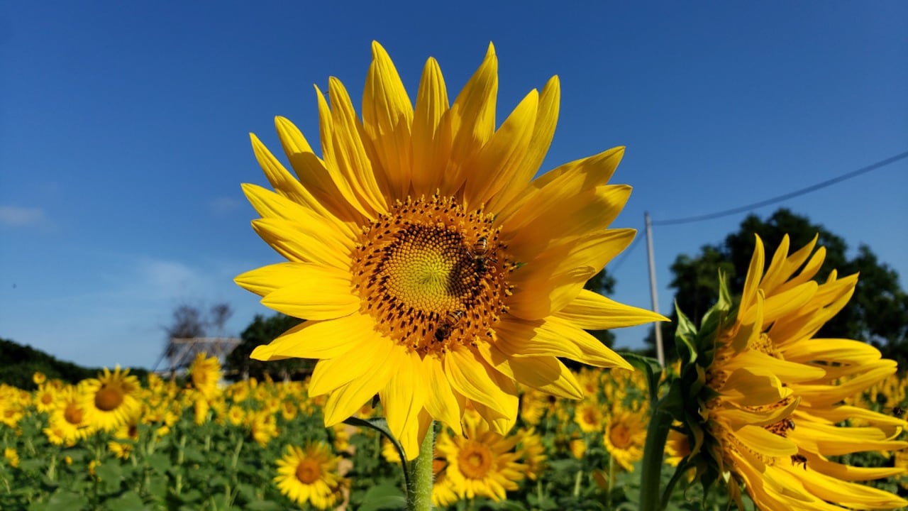 Para Ucrania los girasoles tienen un valor simbólico e histórico muy grande, que va más allá de lo estético.