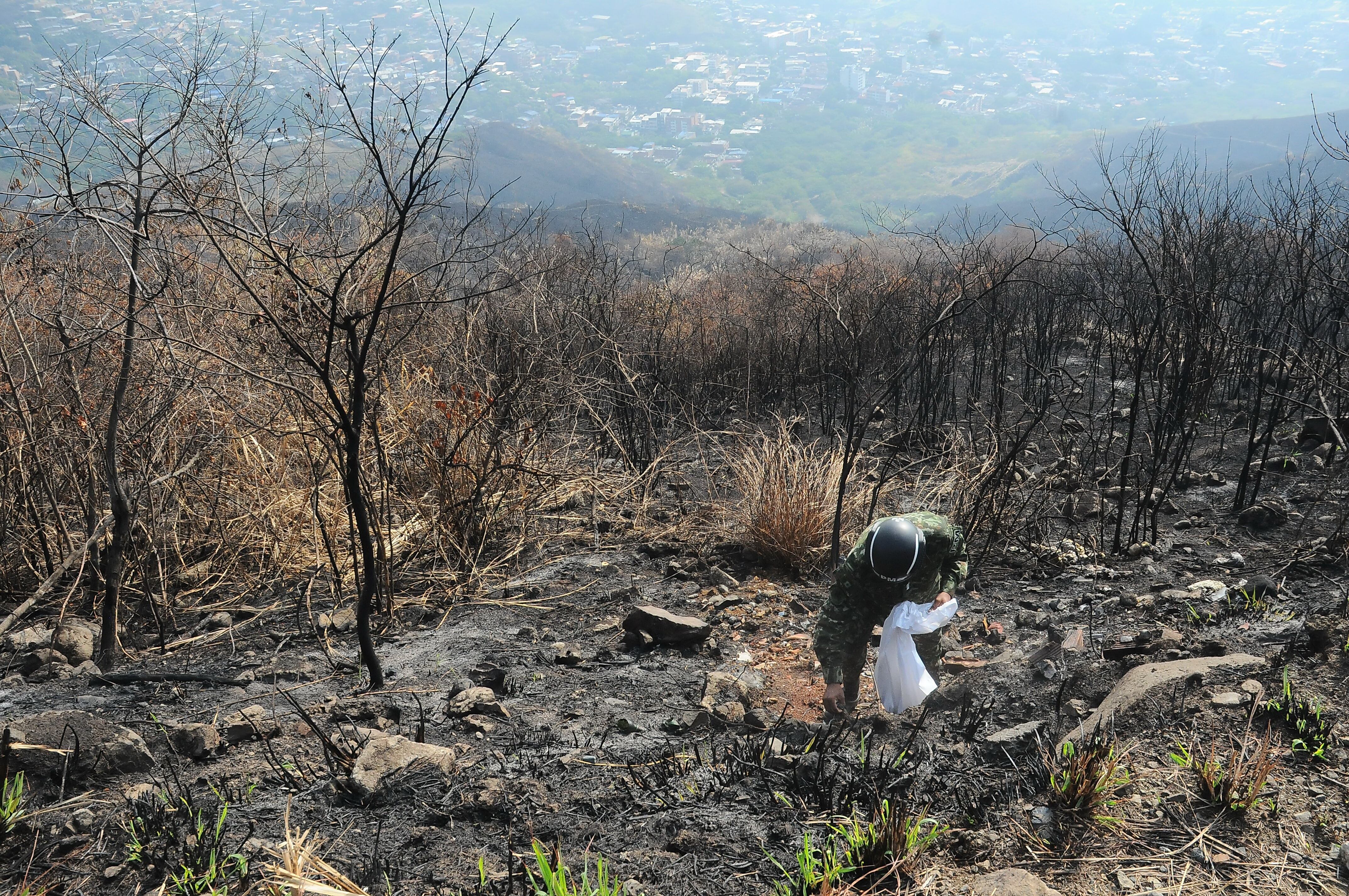 Cali; Centenares de caleños participan de la campaña de reverdecer y limpieza de los cerros tutelares de Cali (Tres Cruces, Guaca) que fueron afectados por incendios forestales en días pasados. foto José L Guzmán. El País, sept 30-23
