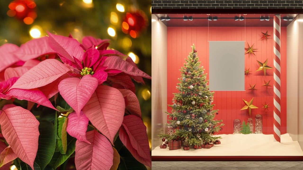 Esto se sabe sobre la flor.