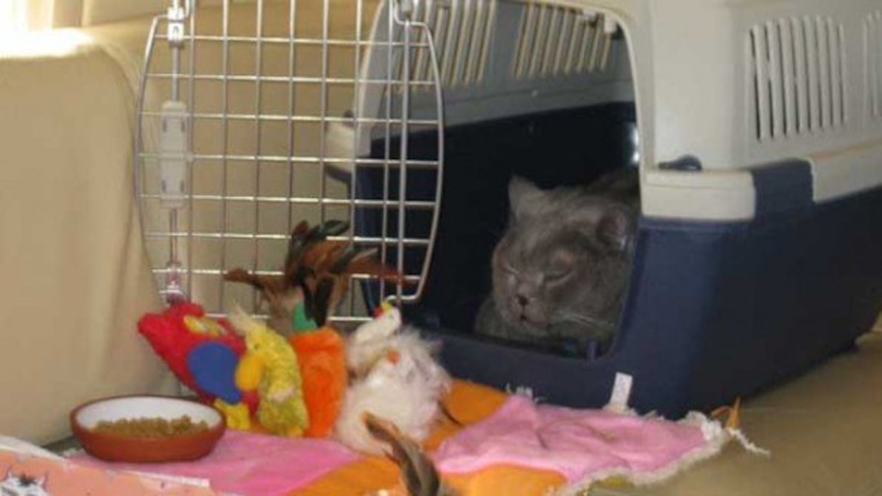 100.00 dólares por llevar a su gato en jet privado