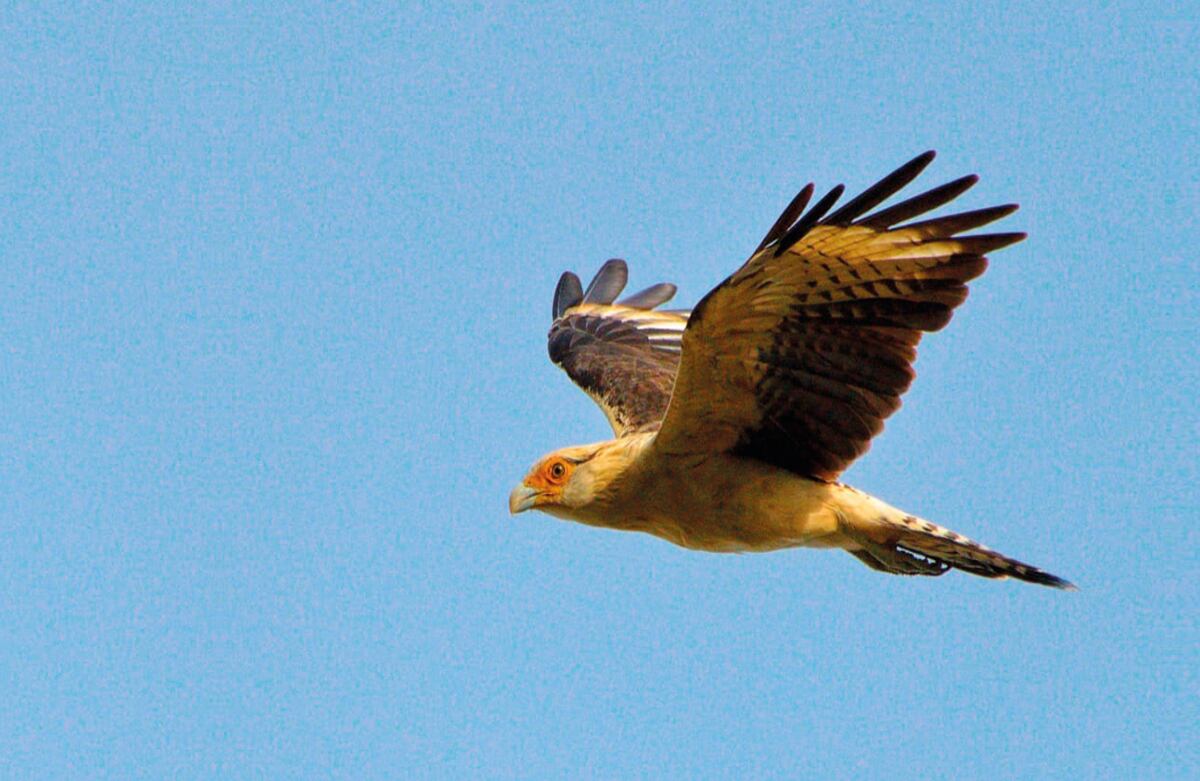 Es común divisar aves piguas o chimachimás sobrevolando por las zonas rurales de Córdoba. Esta especie, que se expande desde Costa Rica a Uruguay, suele habitar en terrenos de pasto corto, típicos de lotes destinados a la ganadería y la agricultura, dos sectores económicos sobresalientes en el departamento.