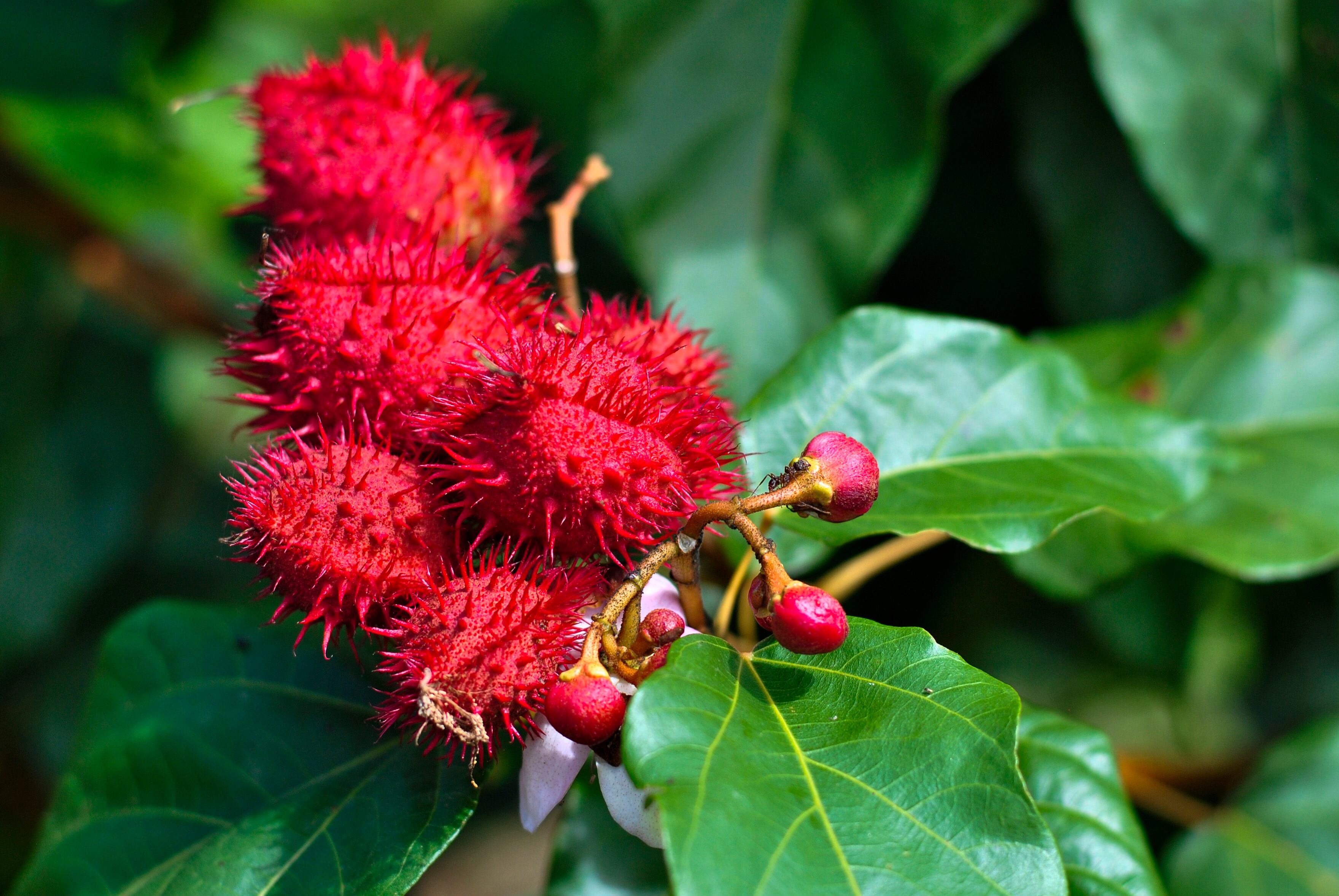 El achiote tiene grandes beneficios para la salud. Getty Images.