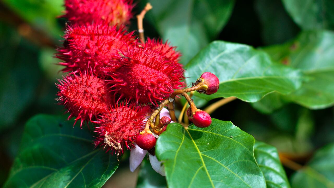 El achiote tiene grandes beneficios para la salud. Getty Images.