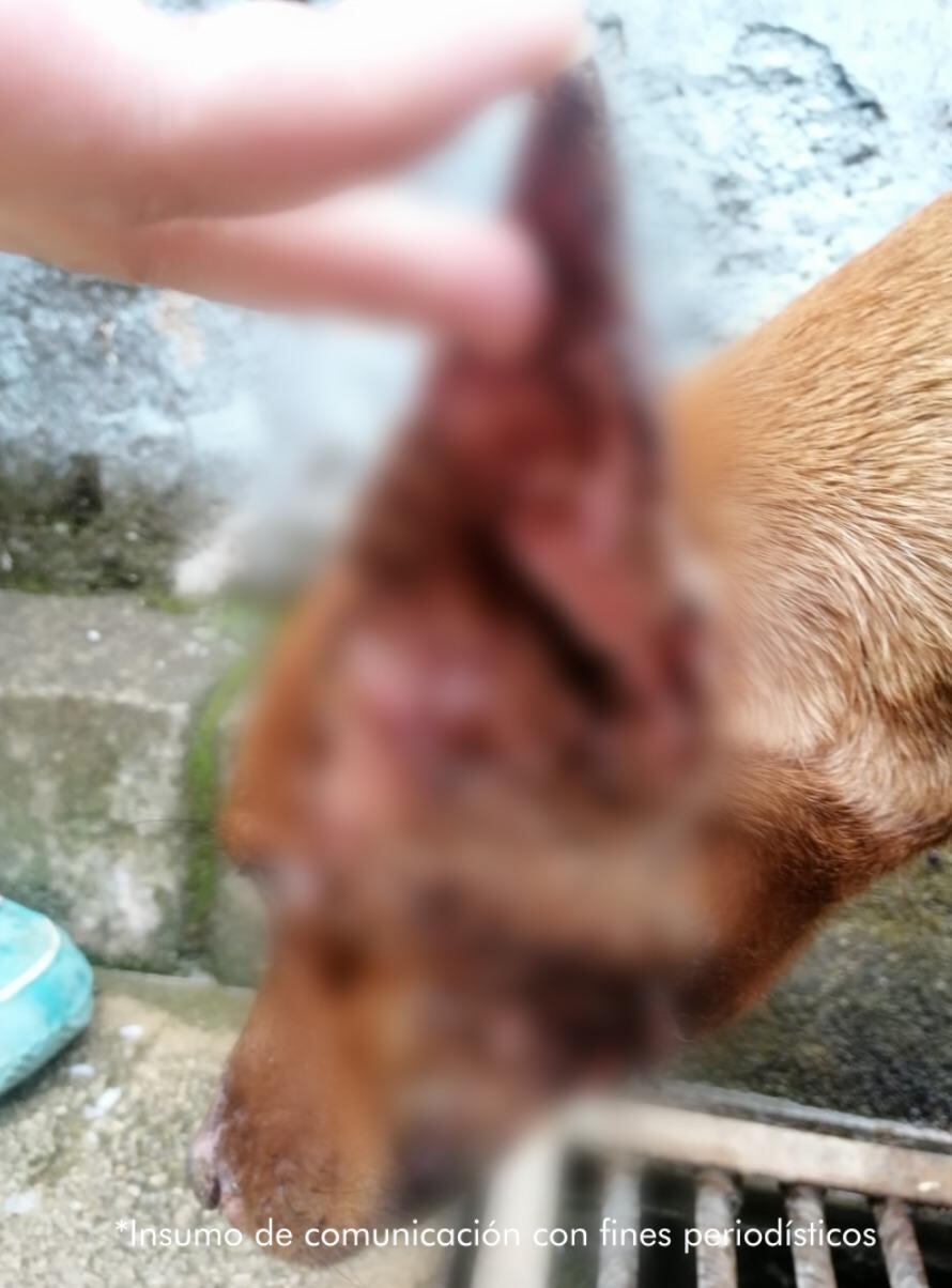 Condenaron al hombre que en bicicleta regó comida envenenada para matar perros en Cajicá, Cundinamarca