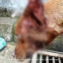 Condenaron al hombre que en bicicleta regó comida envenenada para matar perros en Cajicá, Cundinamarca