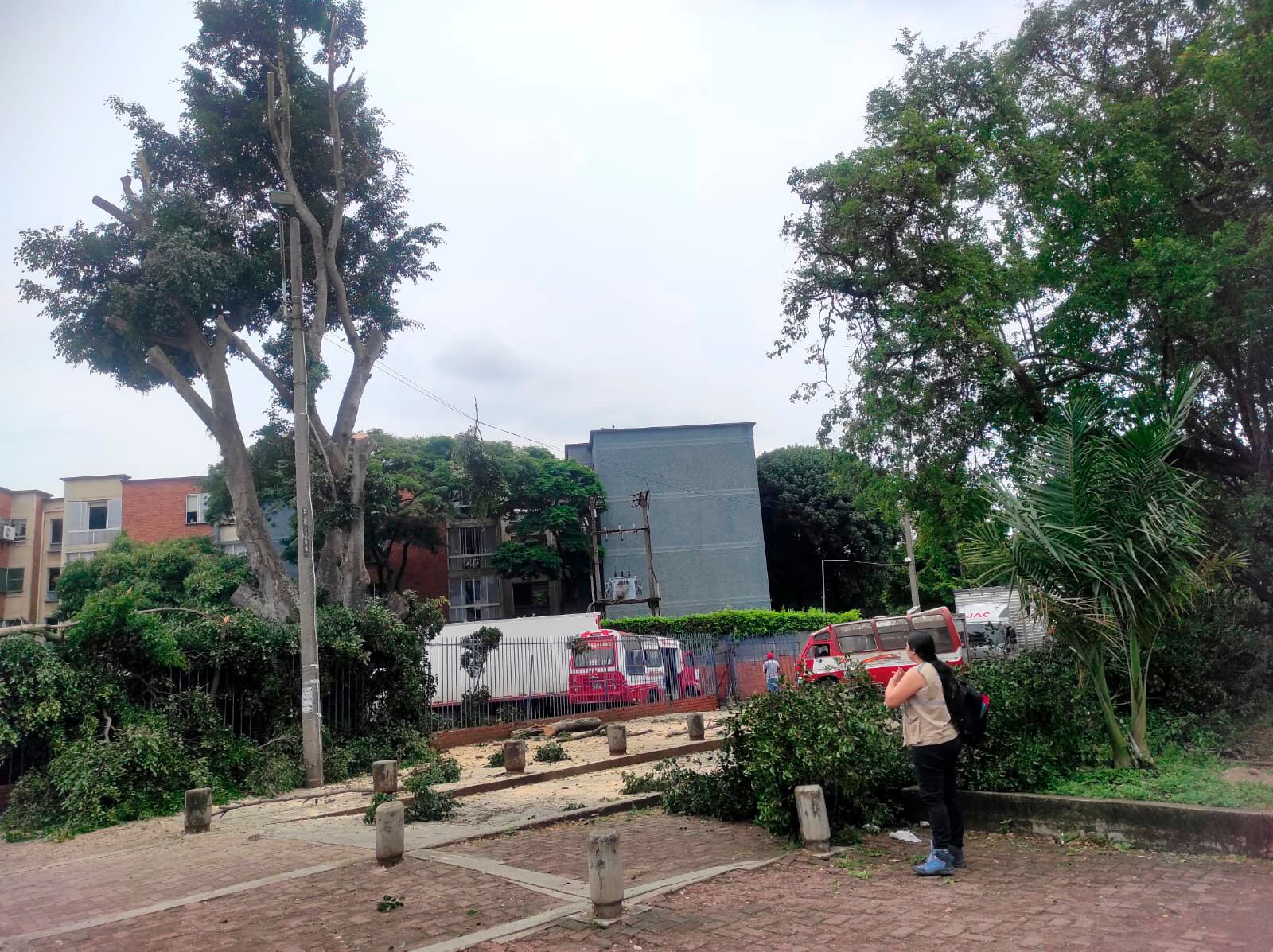 Nuevas talas ilegales fueron detectadas por el Dagma en el norte de Cali.