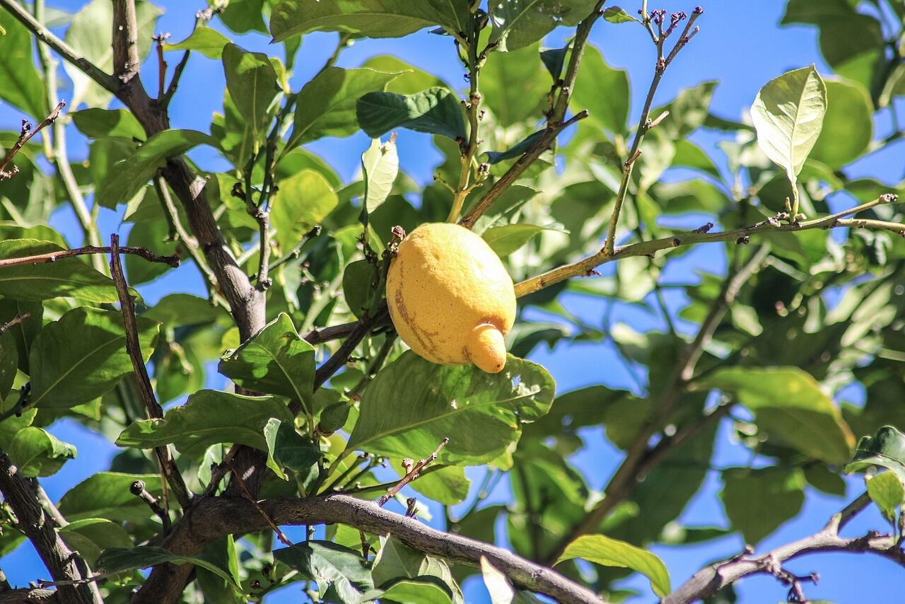 Árbol limonero en buen estado contribuye al flujo de energía positiva en el hogar.