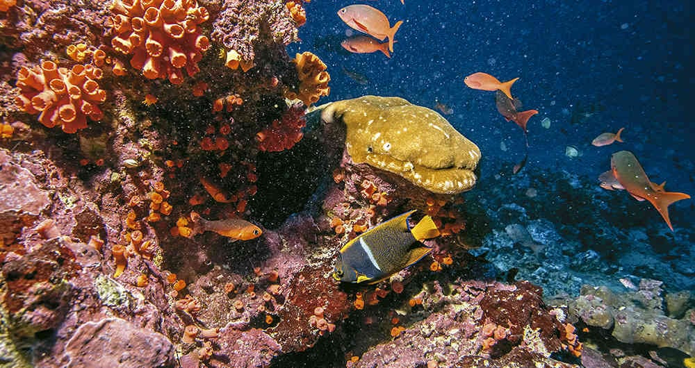 Se estima que casi 400 especies de peces habitan en los arrecifes coralinos de Malpelo.