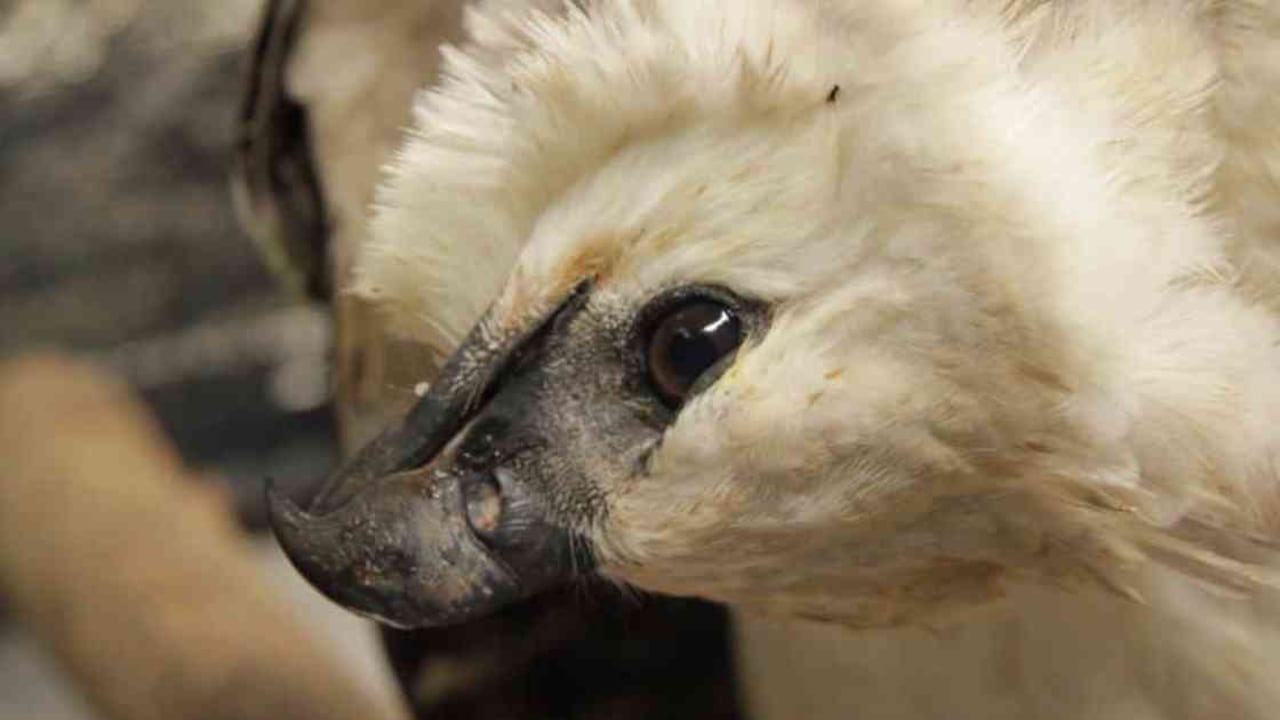 El águila arpía está entre los animales más afectados por la deforestación en Colombia. Foto: Cormacarena.