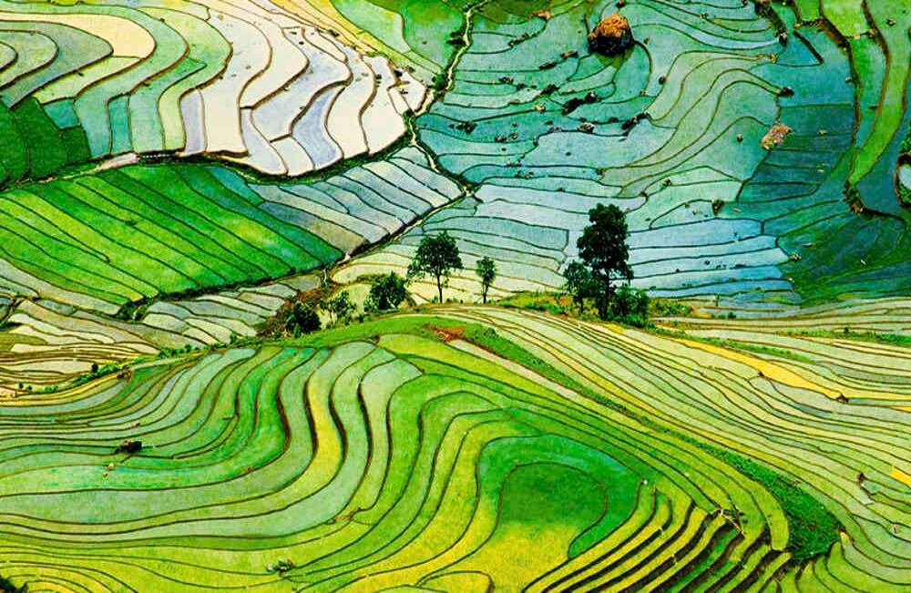 El arroz es el alimento básico de la dieta nipona. Debido a la goegrafía montañosa del país, este cereal se cultiva en terrazas en las que se emplea piedras o barro para evitar la filtración de agua. Foto:iStock