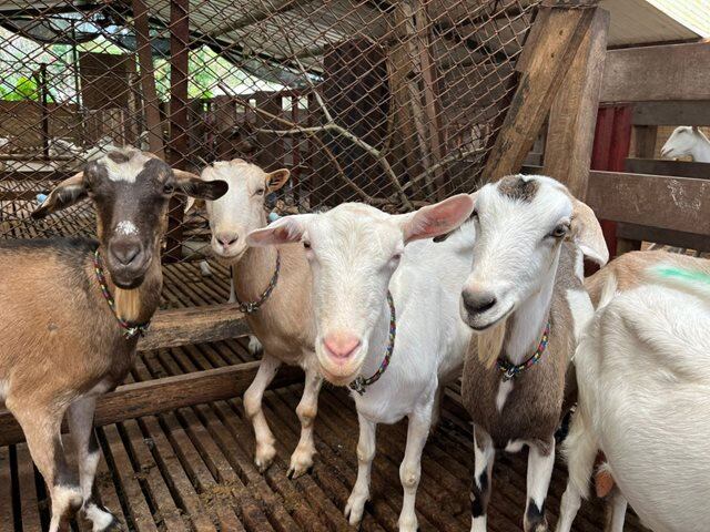 Predio productor de caprinos.