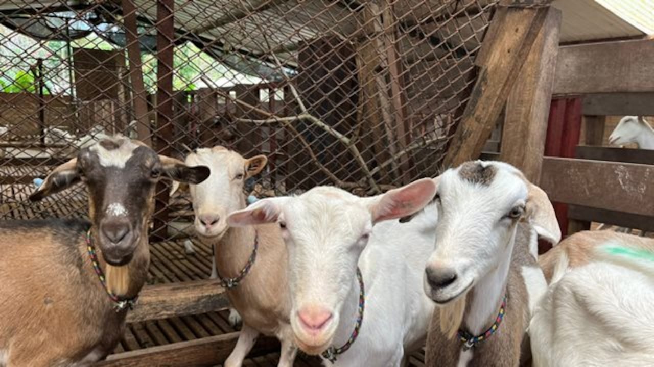 Predio productor de caprinos.