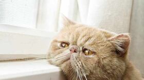 ¿Cómo afecta a perros y gatos la pérdida de un ser querido?