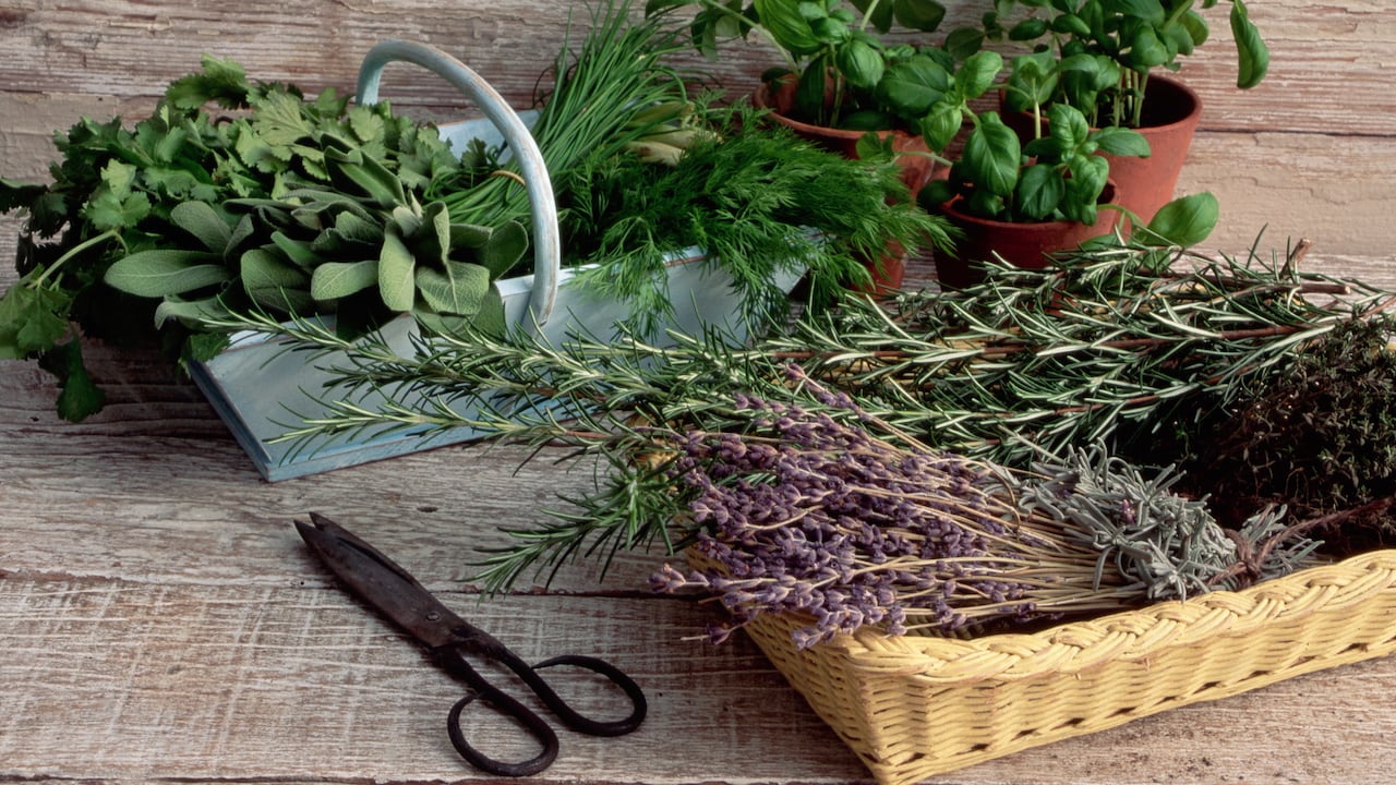Cestas de hierbas cortadas y macetas de albahaca