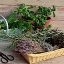 Baskets of lavender, sage, chives, dill, and other herbs stand beside potted basil plants.