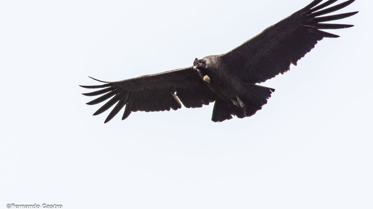 Cóndor de los Andes