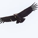 El cóndor andino cumple importantes funciones ecosistémicas en la naturaleza.