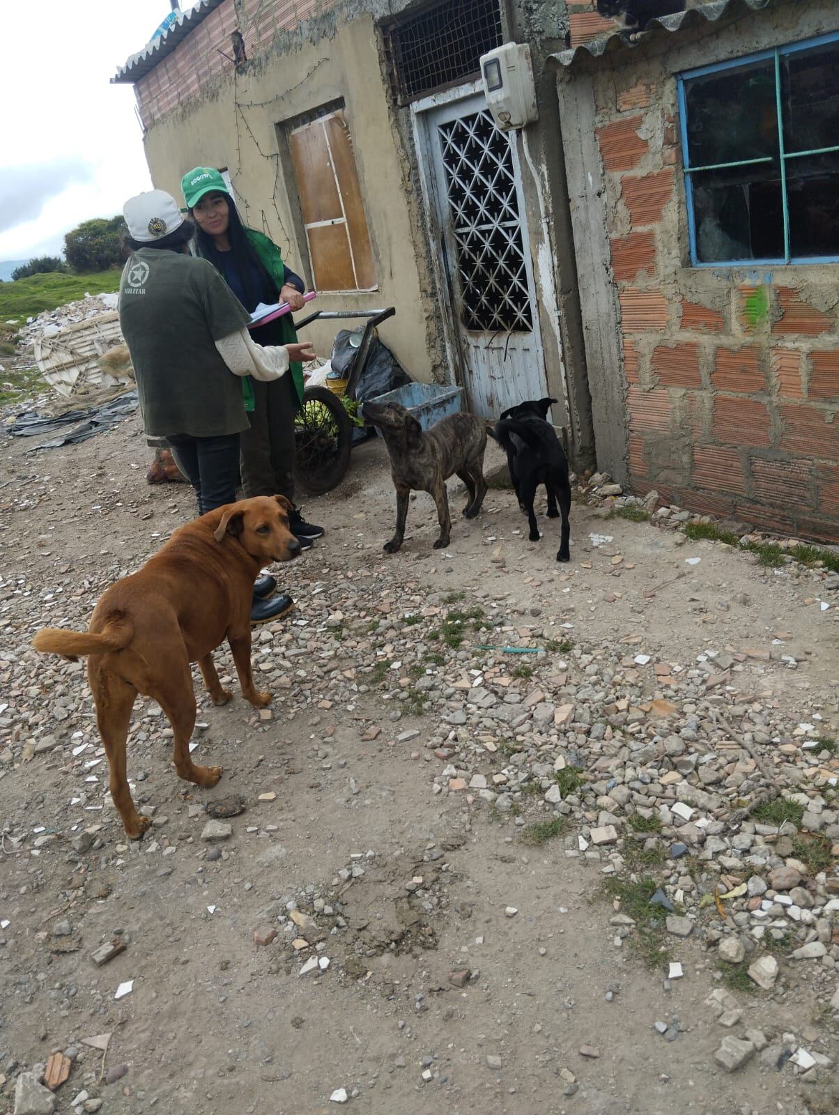 Animales de compañía en condición de vulnerabilidad fueron atendidos en Usme