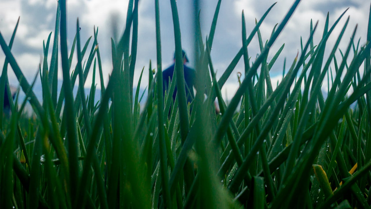 Este municipio, a 3.030 metros de altura sobre el nivel del mar, produce anualmente cerca de 200 mil toneladas de cebolla larga. A diario se despachan unos 50 camiones con la hortaliza. ÁNGEL CARRILLO