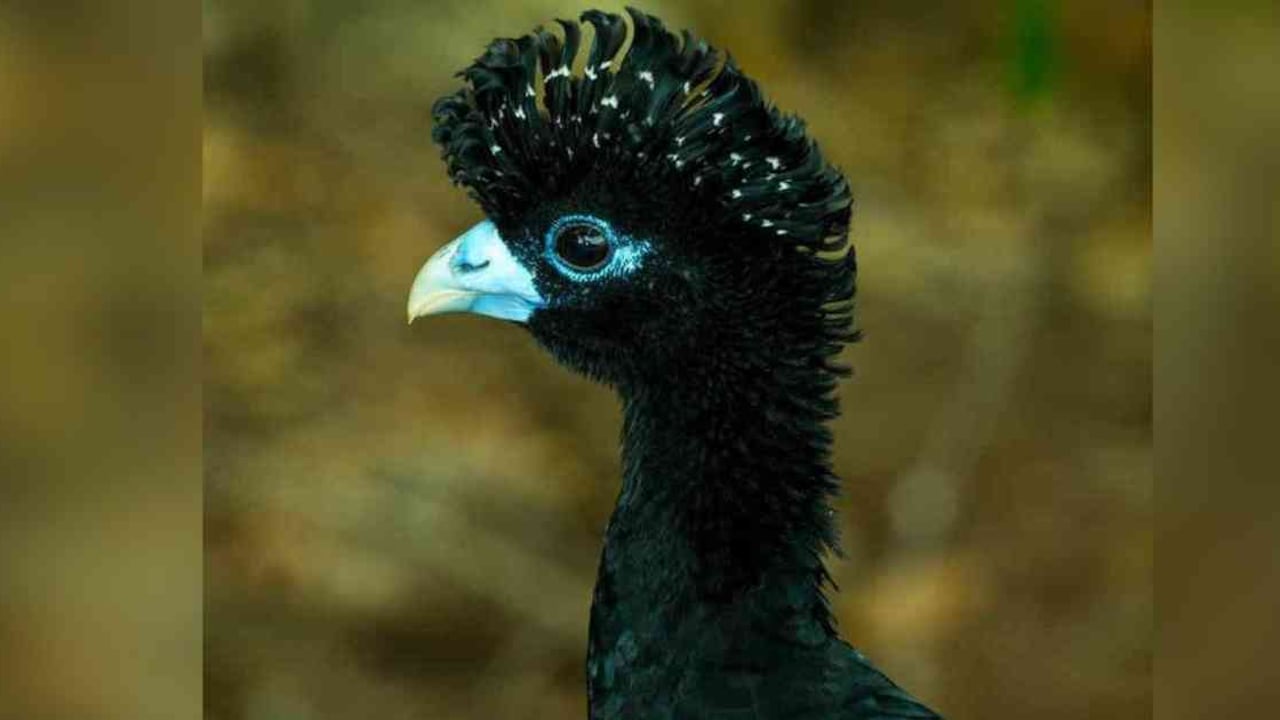 Paujil piquiazul. Vive en la Sierra Nevada de Santa Marta y también le llaman pavón colombiano, opón o pavón piquiazul. Es completamente negro excepto en su cola y abdomen donde tiene plumas blancas. Su pico azul es más llamativo en los machos que en las hembras, que solo tienen visos de este color en la base de su pico. Está en riesgo de extinción por la deforestación en su hábitat para cultivos ilícitos. Foto: Rodrigo Gaviria.