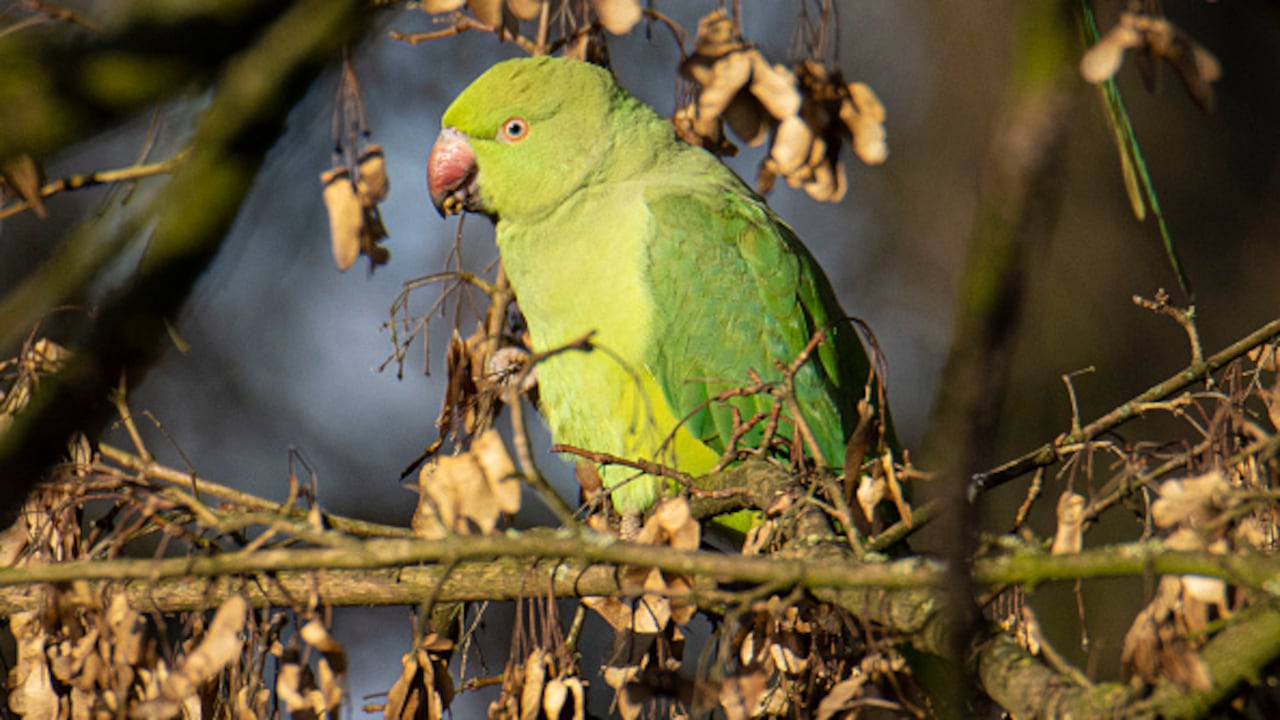 El loro era conocido como 'Poncho' y habitaba en el sector desde hace 12 años. Imagen de referencia.