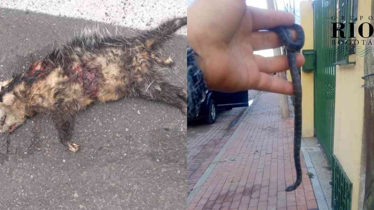 La ciudadanía sigue causando estragos en la fauna silvestre de la sabana de Bogotá. Fotos: Gabriela Robayo.