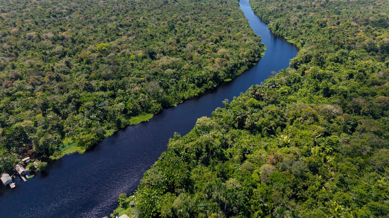 Una investigación permitió identificar un animal desconocido para la ciencia en la Amazonía.
