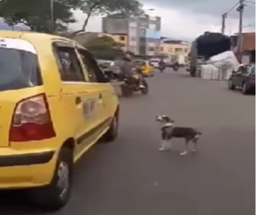 La mascota residía en el sector de Zarabanda.