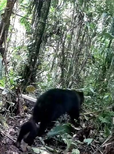 Familia de osos de anteojos en Villa Rica Tolima