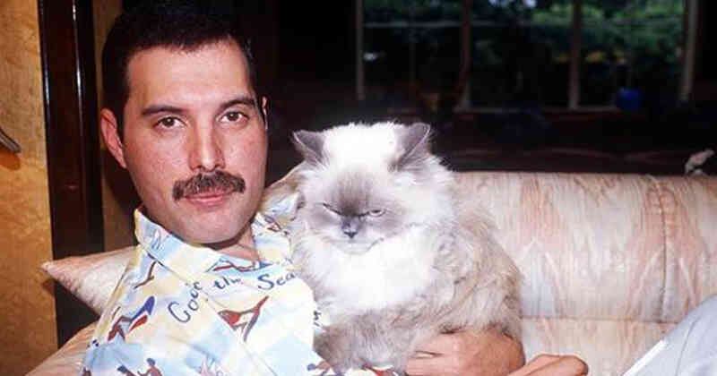 freddie mercury y su gata