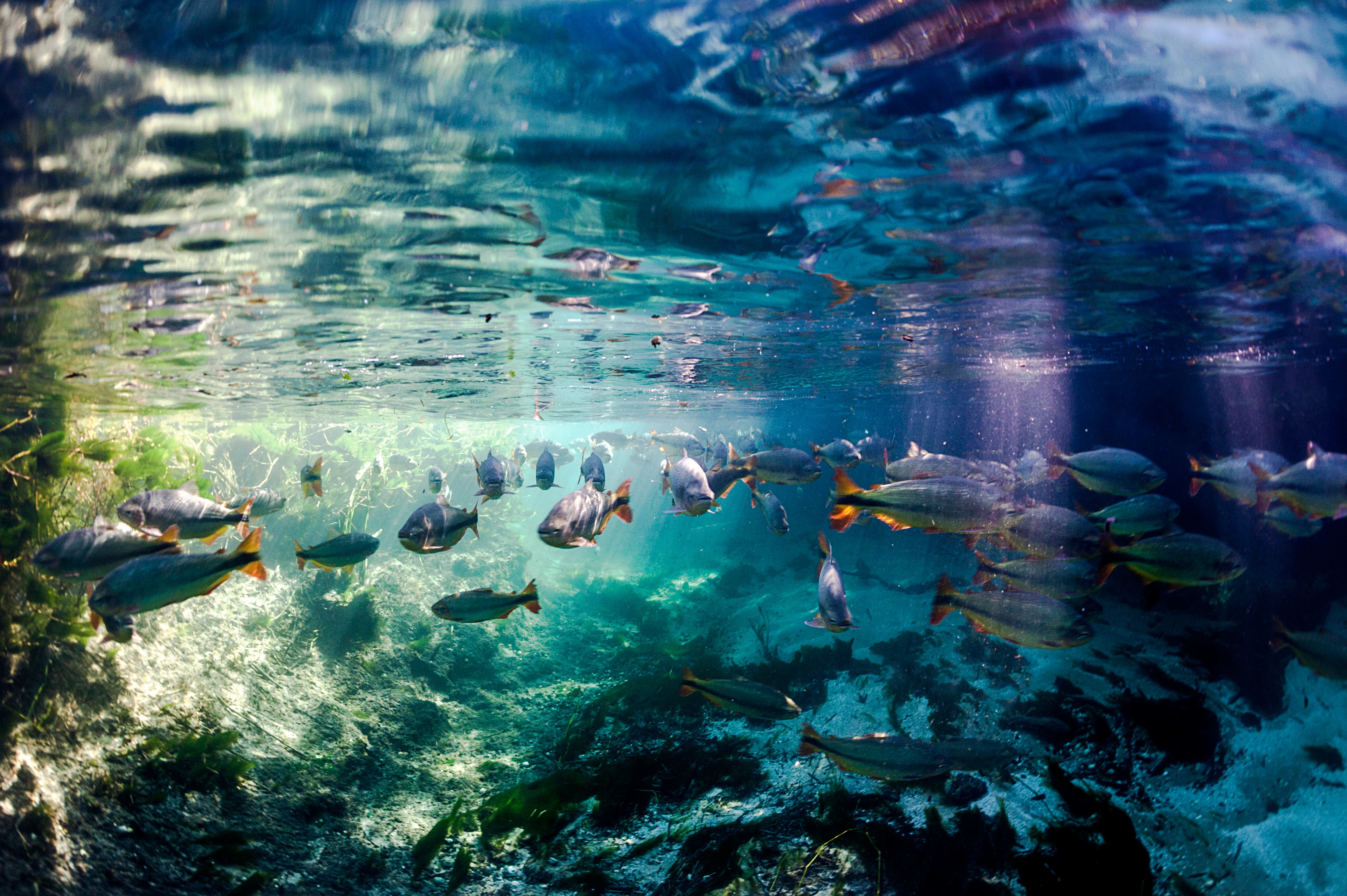 Brasil, Bonito, Banco de peces en el río Sucuri