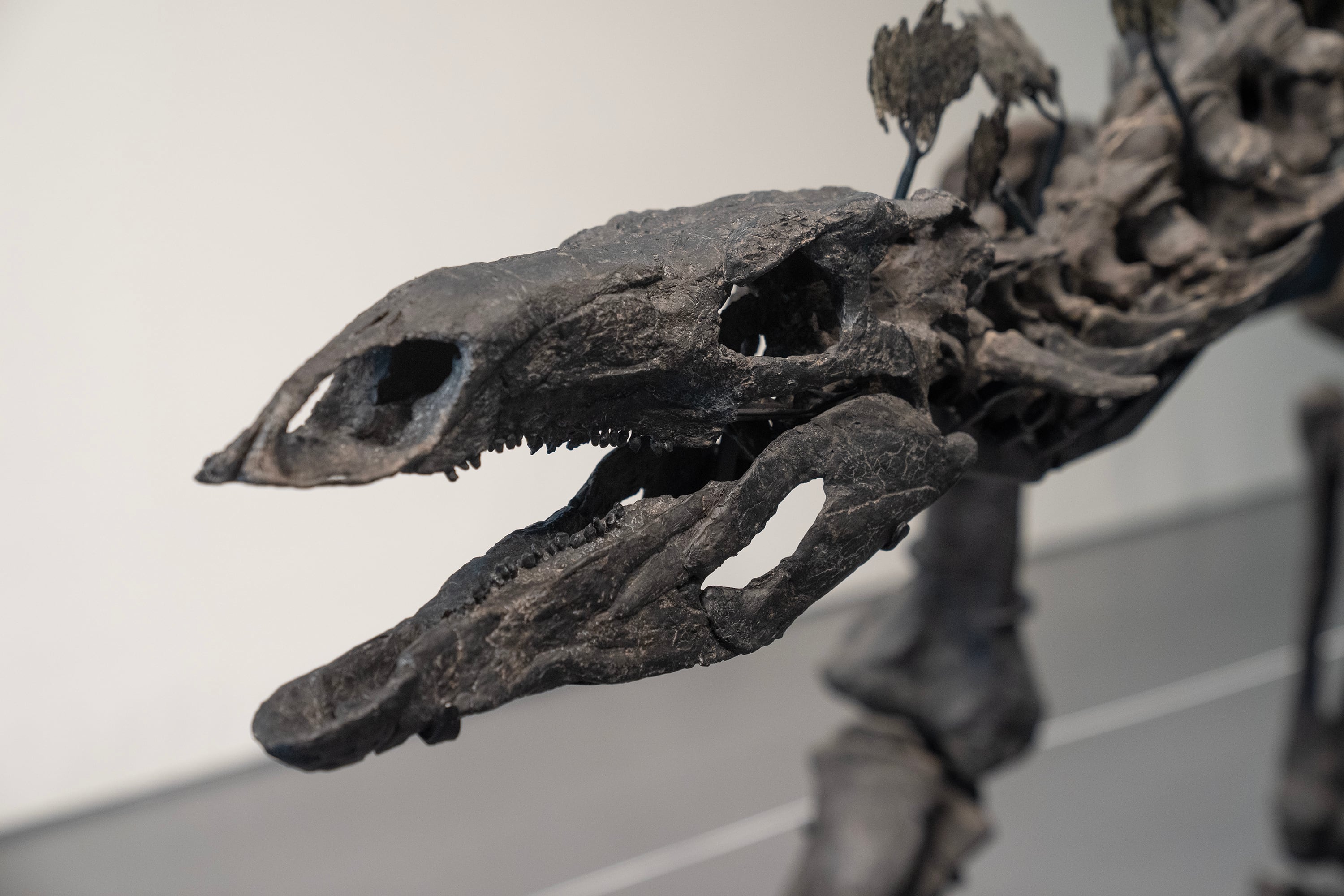 Este raro ejemplar de 3,3 metros de alto y 8 de largo, fue bautizado como "Apex".