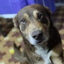 Drako fue asesinado con arma cortopunzante por dos ladrones.