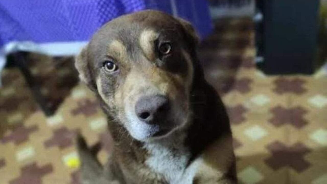 Drako fue asesinado con arma cortopunzante por dos ladrones.