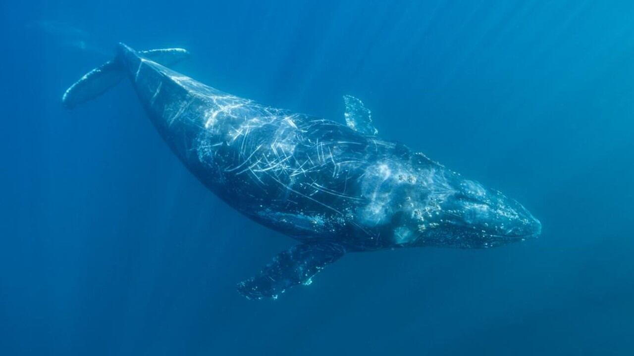 Recuperado de un viejo disco, el sonido hallado revela no solo a la ballena, sino también un océano mucho más silencioso que el actual.