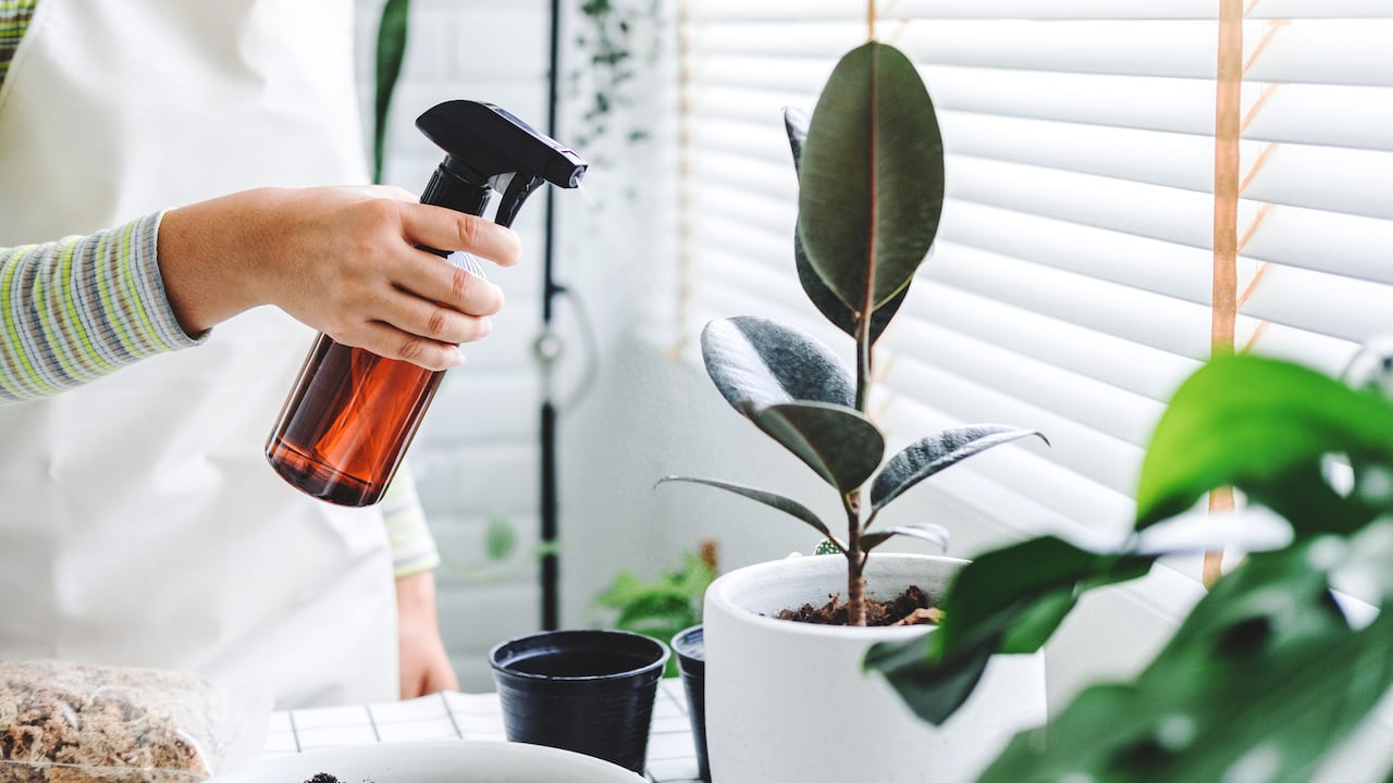 Investigadores agrícolas están explorando nuevas formas de controlar las plagas de las plantas, y el vino ha surgido como una opción intrigante.