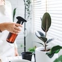 En los círculos de jardinería, se está hablando cada vez más sobre el potencial del vino para repeler las plagas y proteger las plantas de manera natural.